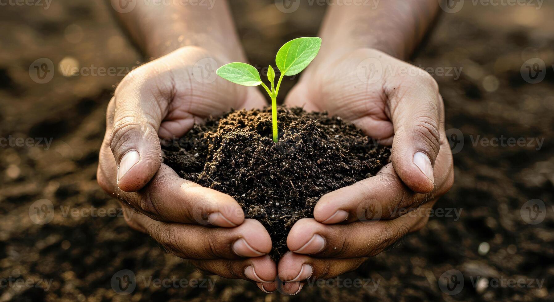 Hands holding a young plant representing tree planting